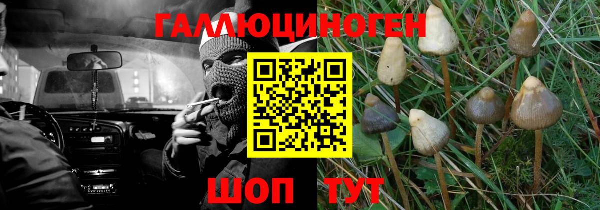 Кропоткин  Галлюциногенные грибы Psilocybine cubensis  Вход с VPN 